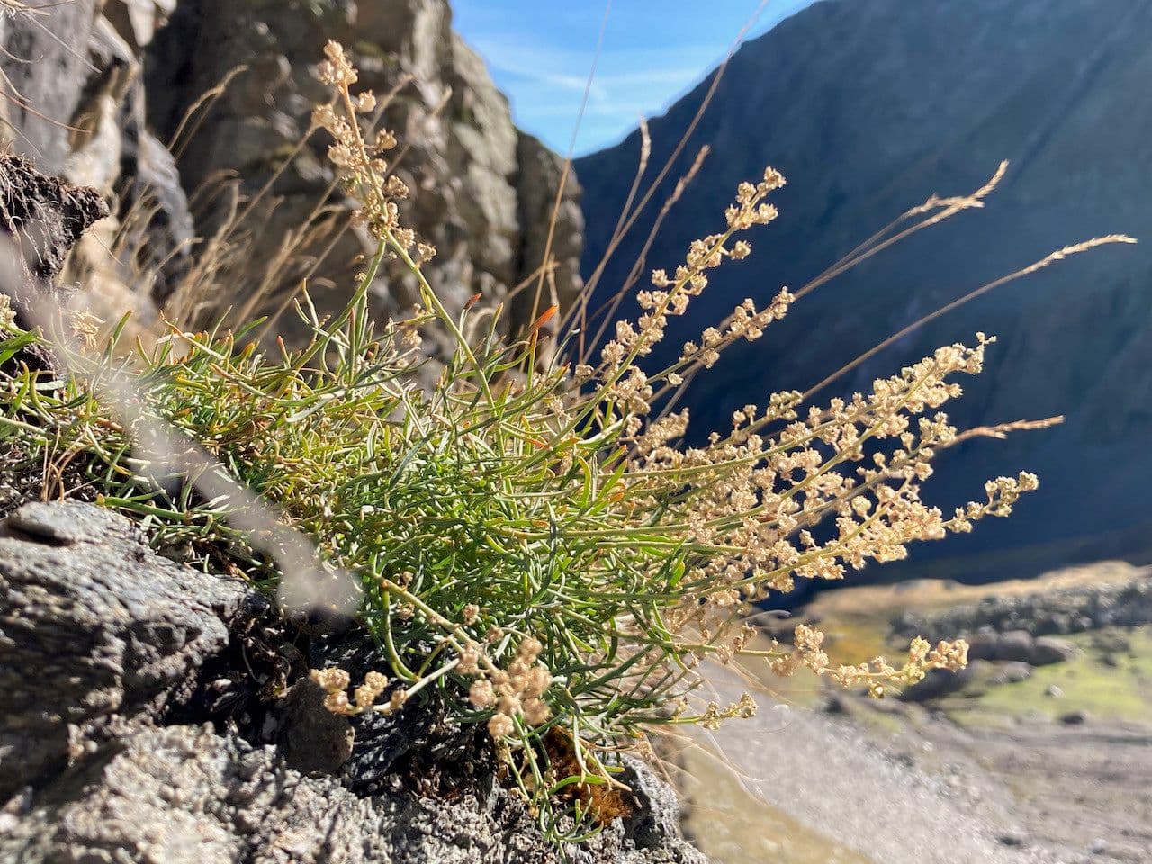Fleurs blanches de la resedate des Pyrenees