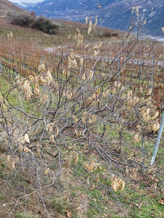 Gewöhnlicher Blasenstrauch in voller Blüte mit aufgeblähten Fruchtkapseln in Sonnenlicht