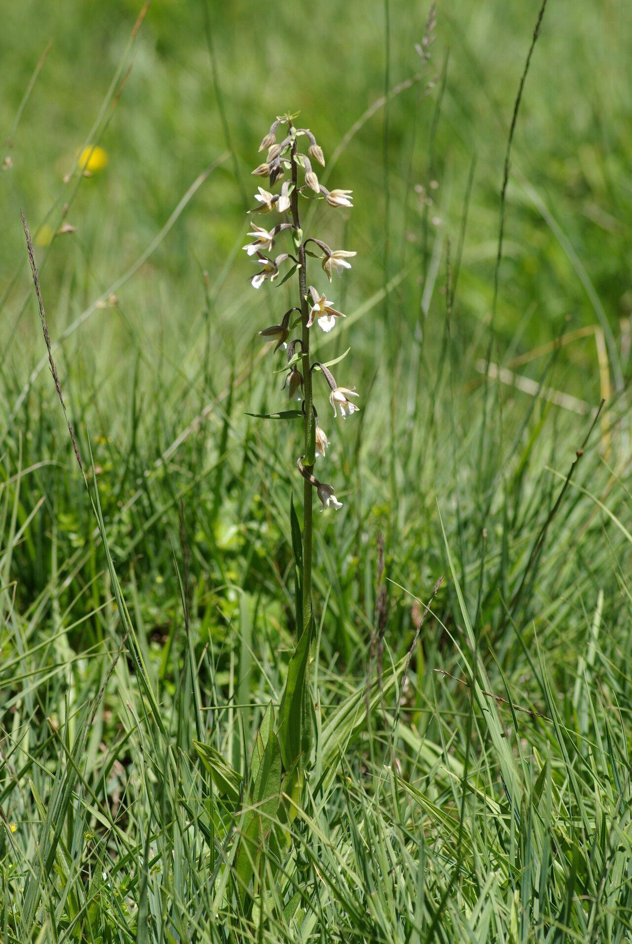Sumpf-Stendelwurz (Epipactis palustris) in voller Blüte auf einem feuchten, halbschattigen Standort im Sommer