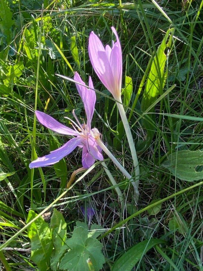 Lila Blüten der Herbstzeitlose, die unerwartet aus dem Rasen oder unter Sträuchern im Herbst hervorkommen.