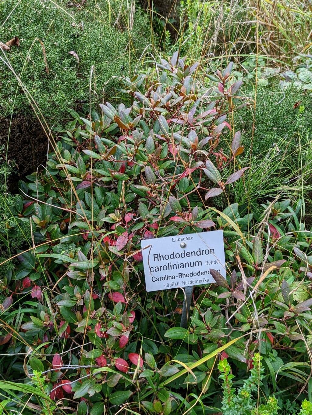 Rhododendron carolinianum Carolina-Azalee rosa Blute