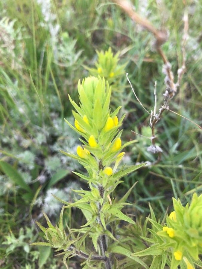 Gelbe Blueten von Orthocarpus luteus auf einer Prairiewise
