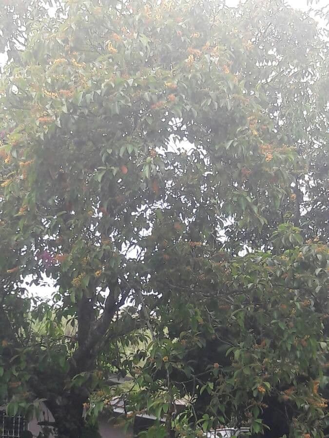 Byrsonima crassifolia mit goldenen Blüten und Nanzefrüchten