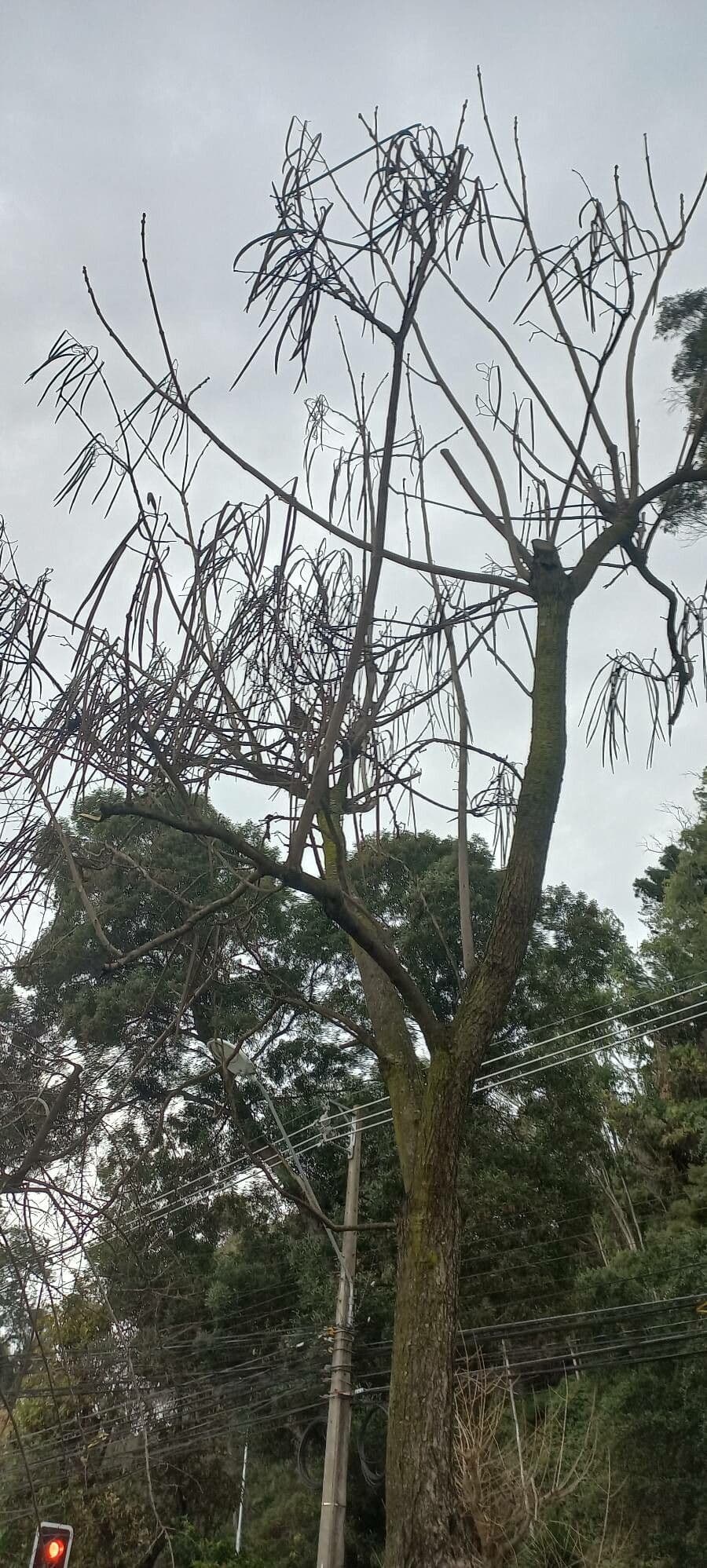 Arbre Catalpa de Chine aux fleurs jaunes et feuilles en forme de coeur