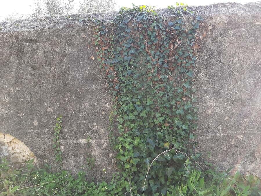Large leaf of Canary Island ivy against dark foliage