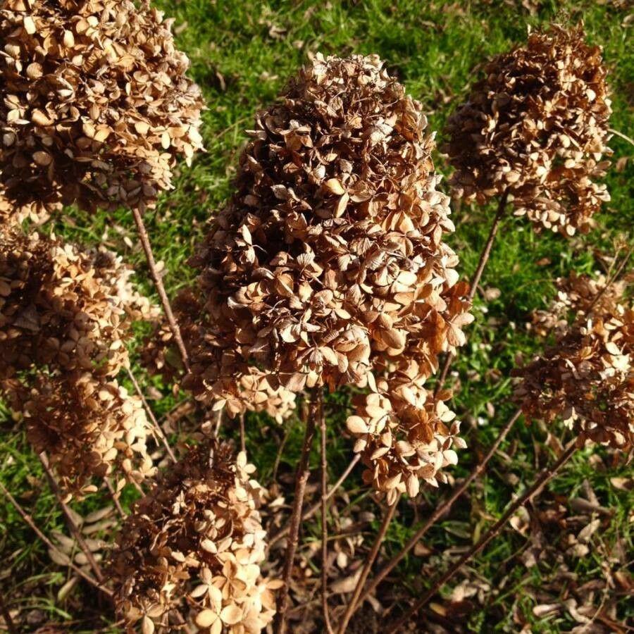 Hydrangea arborescens en pleine floraison avec de grosses inflorescences rondes dans un jardin semi-ombragé
