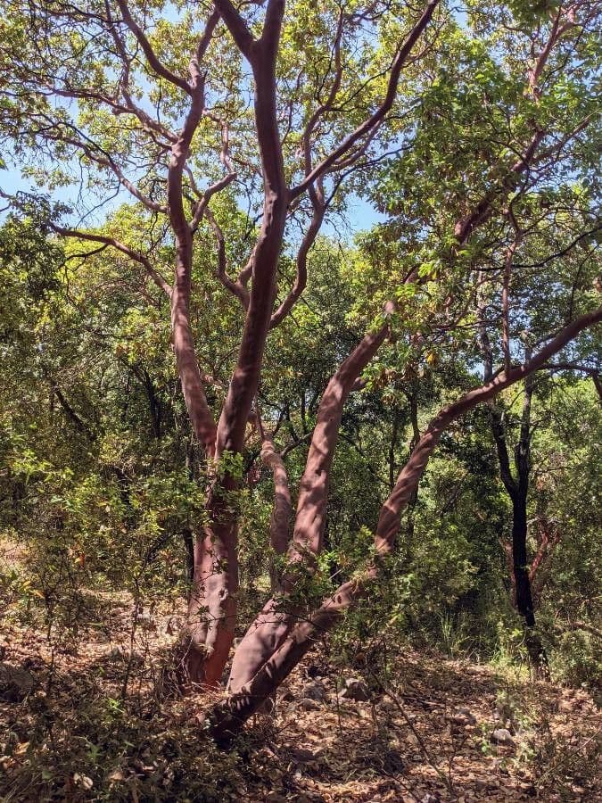Greek strawberry tree with distinctive white bark