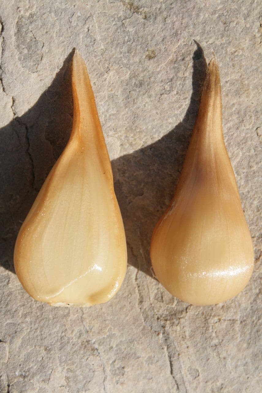 Zeeknoflook met roze bloemtrossen in volle bloei