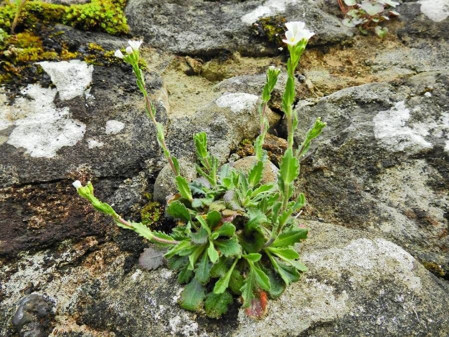 Rosy Cress with pink flowers on rocky slope