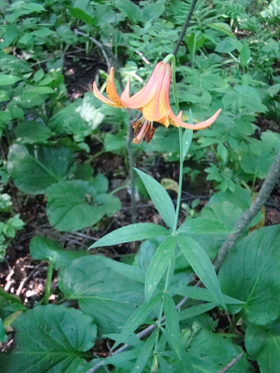 Kanadische Lilie mit gelben hängenden Blüten
