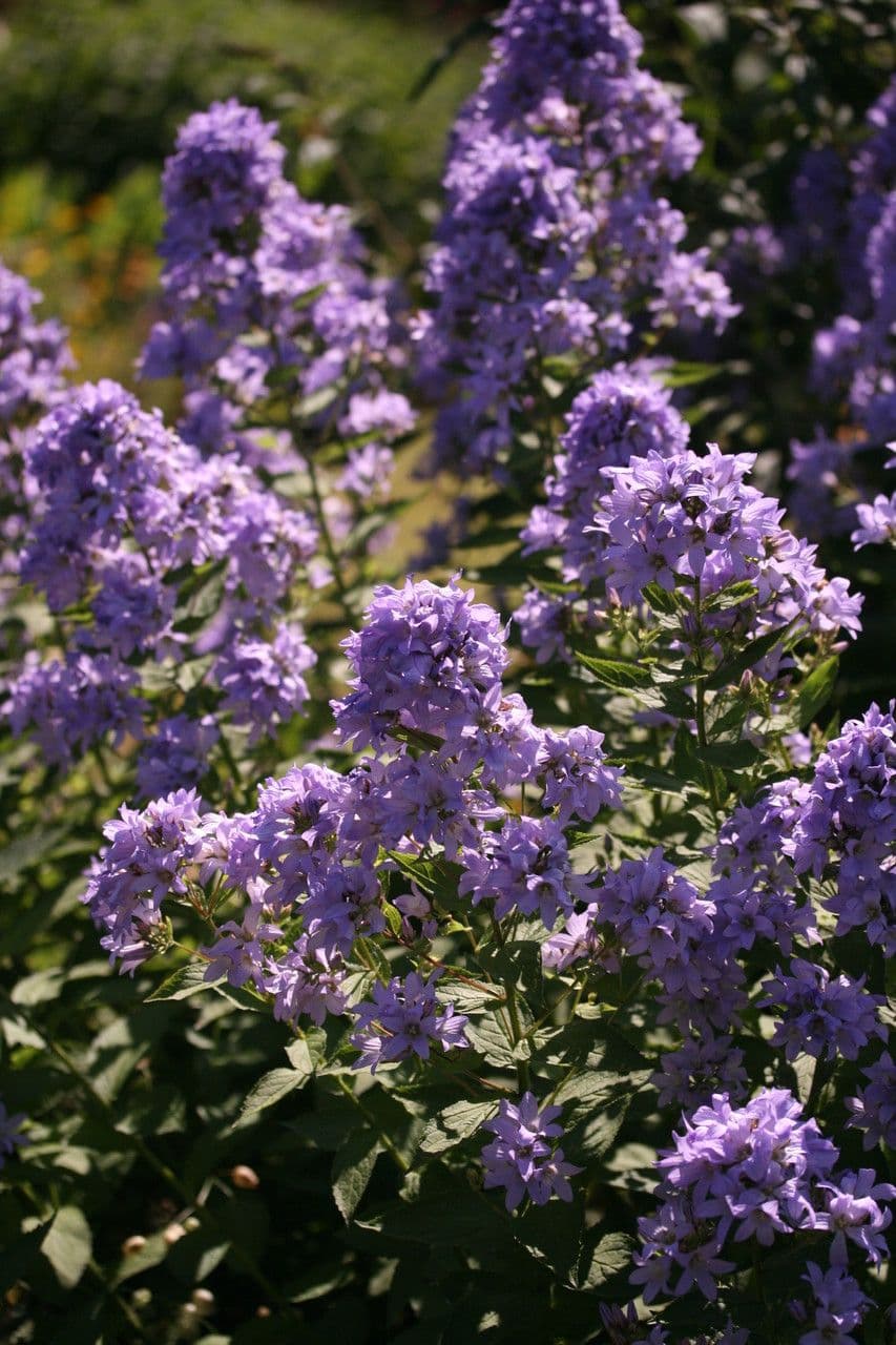 Campanule laiteuse aux fleurs roses et blanches en pleine floraison