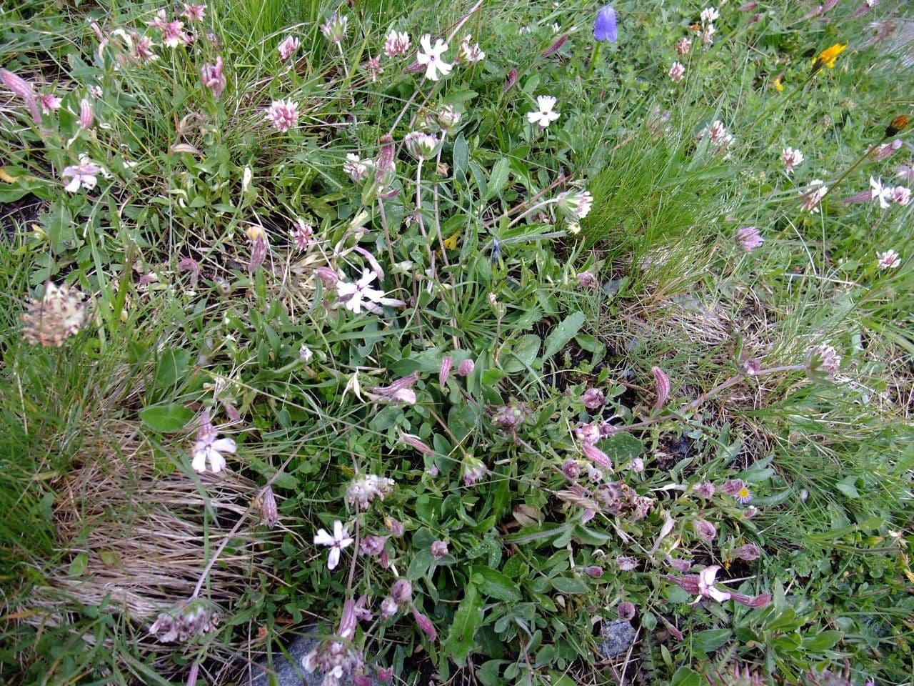 Plante silene-vallesia