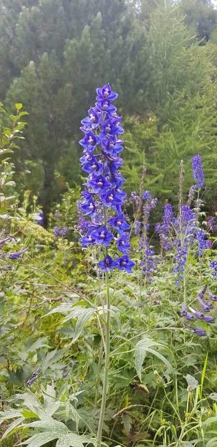Alpine ridderspoor met diepe blauwe bloemen op sterke stengels