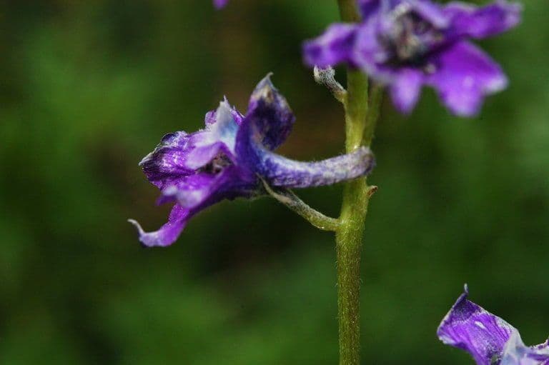 Fleurs bleues de Delphinium polycladon en terrain montagnard