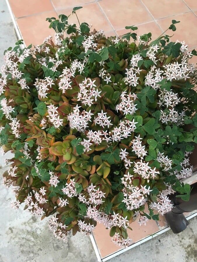 Motif de croissance de Crassula multicava
