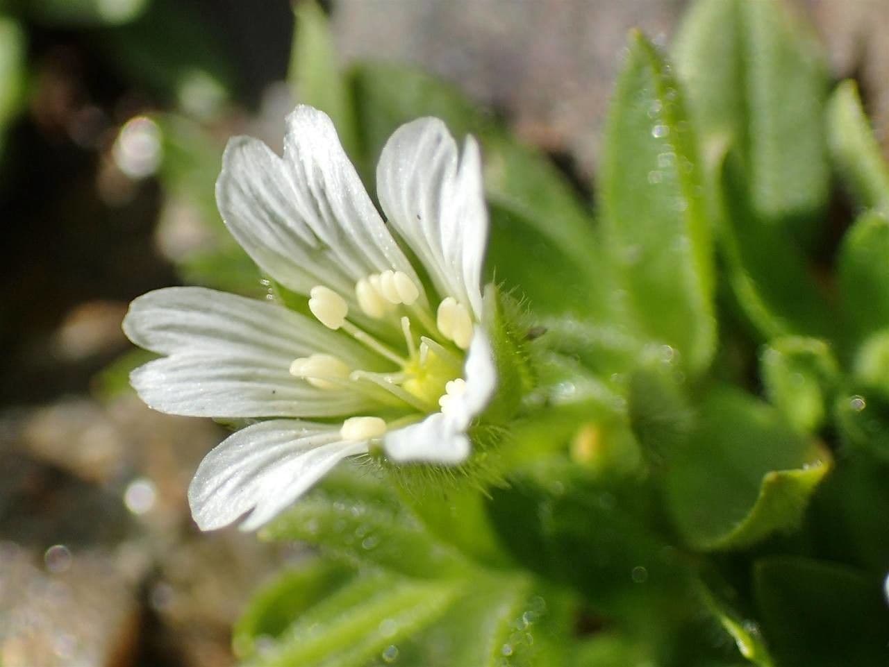 Weisse Bluten des Cerastium pedunculatum auf Alpenfelsen