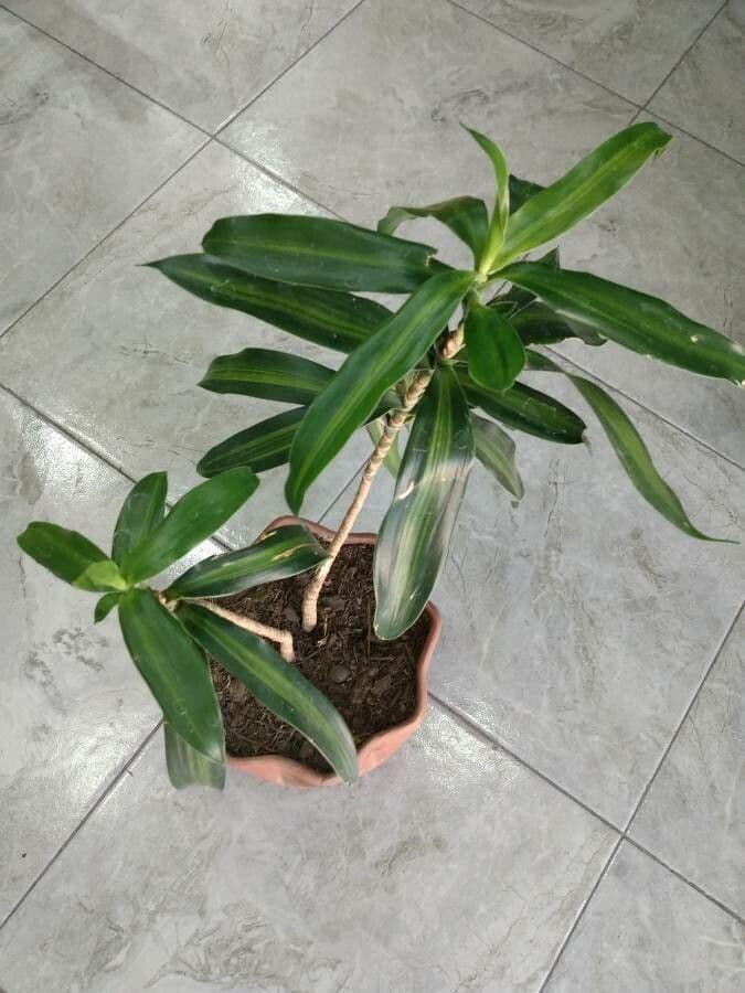 Schmalblatt-Drachenbaum Dracaena angustifolia mit langen gruenen Blaettern