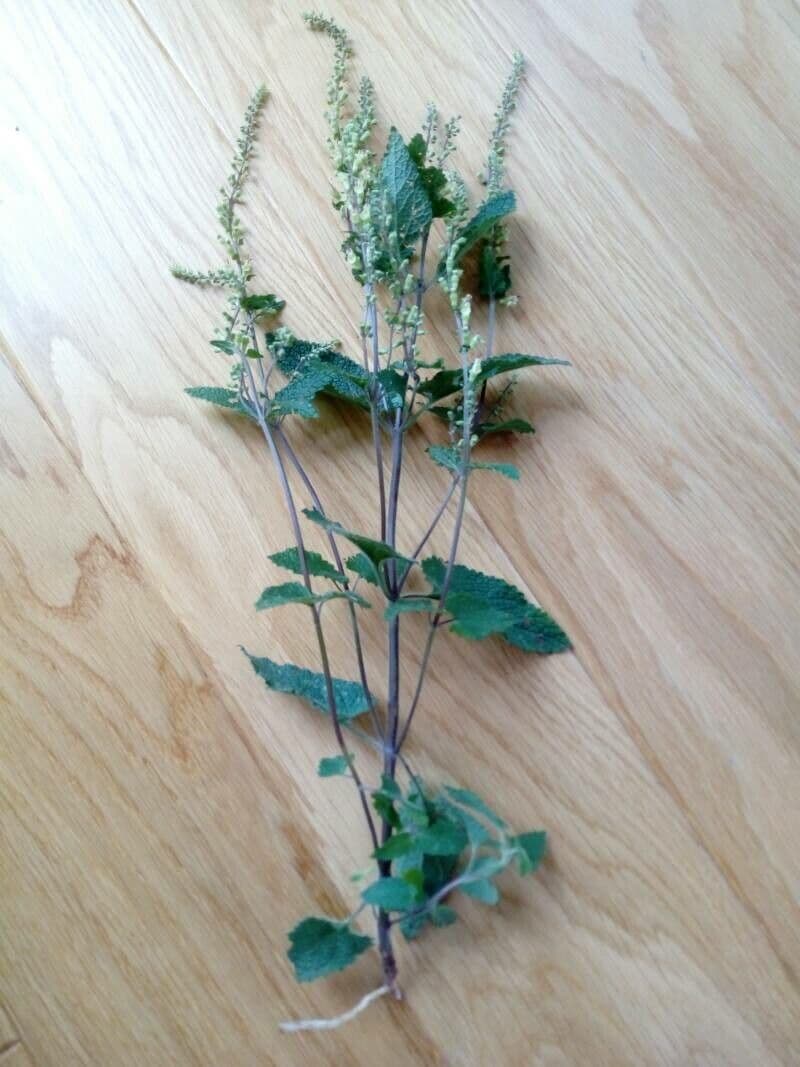 Weiße Blüten des Teucrium scorodonia vor dunkelgrünem Blattwerk