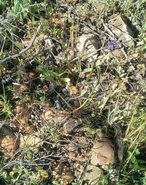 Blutenstiehl von Leopoldia comosa mit purpurroten und weißen Bluten