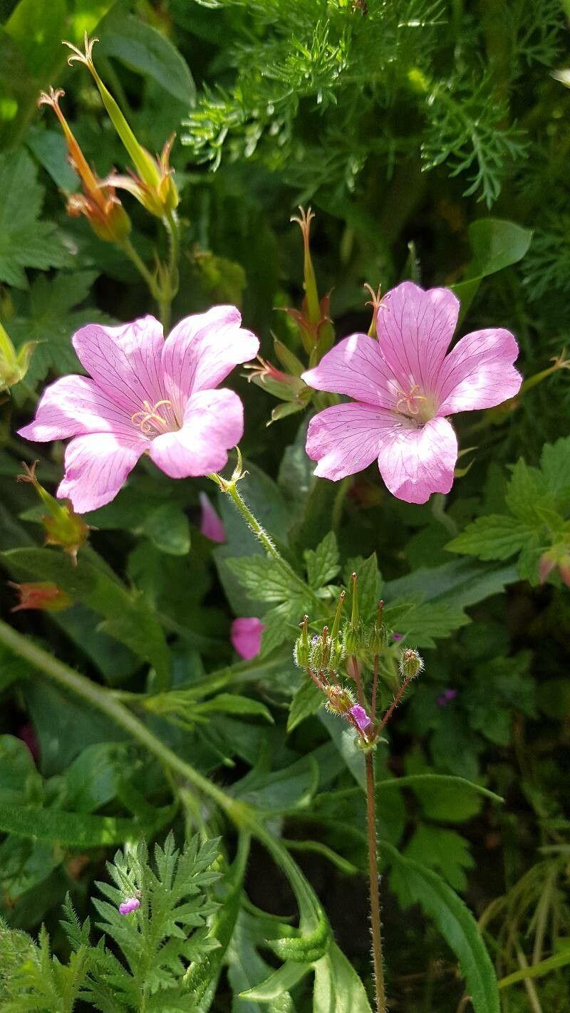 Geranium endressii in voller Blüte in einem sommerlichen Beet