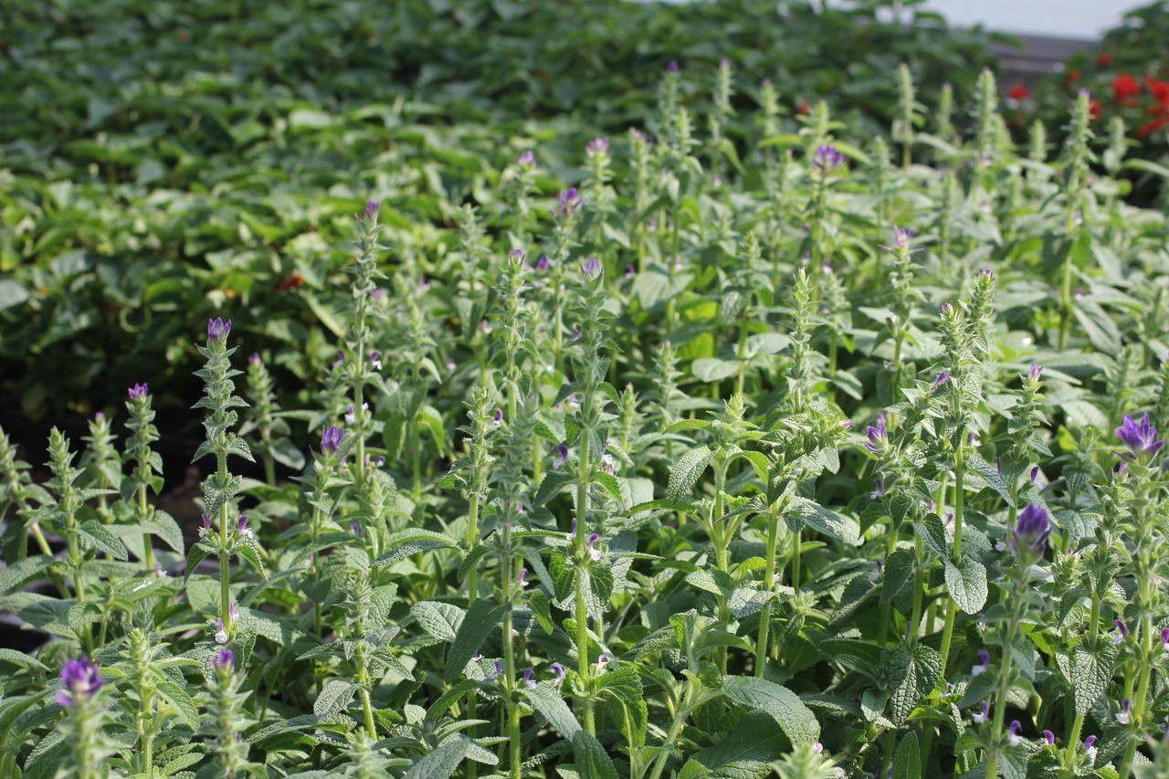 Salvia viridis en pleine floraison avec des bractées bleu-violet vif sur un fond ensoleillé