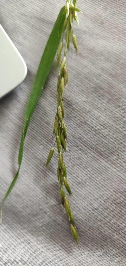 Hunds-Quecke in voller Blüte auf einer sonnigen Sommerwiese