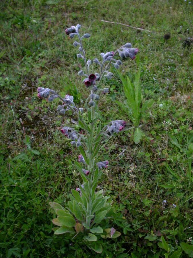 Veldhondstong in volle bloei op een licht beschaduwde plek tussen gras en struiken