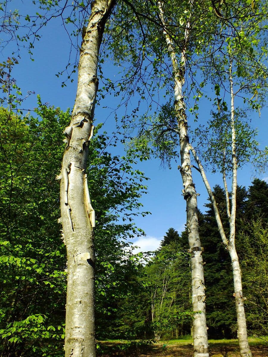 Goudberk met witte schors en gele herfstbladeren