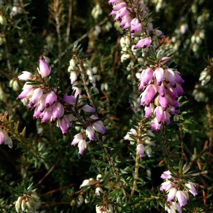 Gray heath in full bloom on a dry, sandy bank