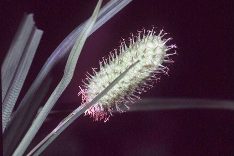 Carex typhina Rohrkolben-Segge mit charakteristischen dichten Blütenähren