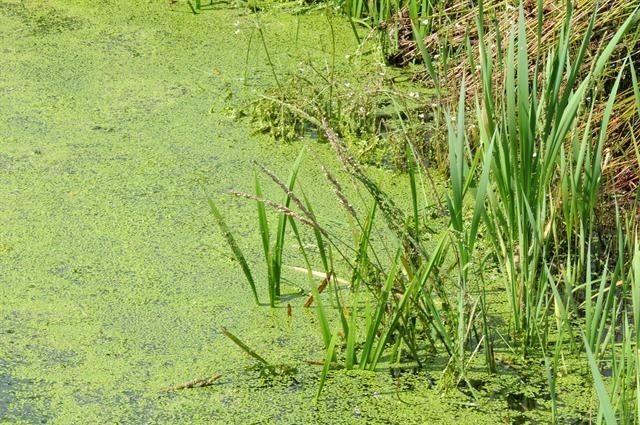 Amerikanisches Doppelährengras am Ufer eines Naturteichs, helles Sommerlicht durch die schmalen Blätter