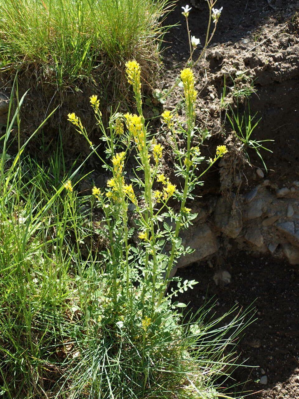 Mittleres Barbarakraut in voller Blüte mit gelben Blüten an einem halbschattigen Standort im Garten