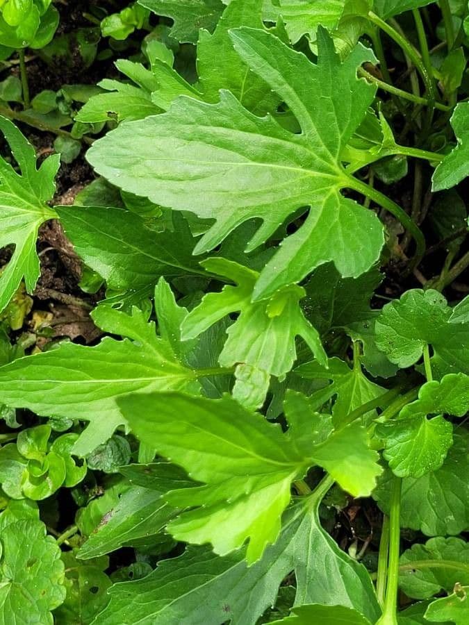 Viola palmata mit blauvioletten Blüten zwischen handförmig gelapptem Laub