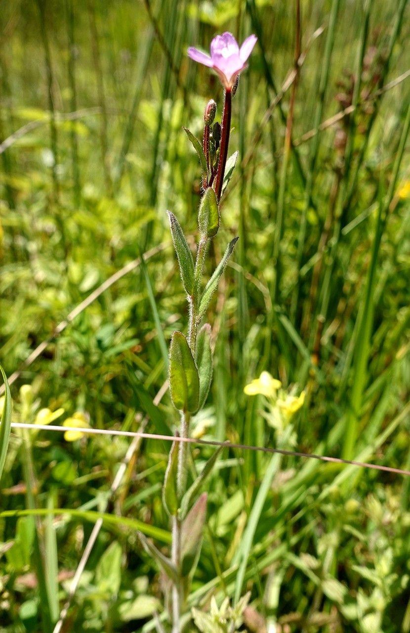 Kleinblütiges Weidenröschen mit lila Blüten in einem feuchten, naturnahen Garten