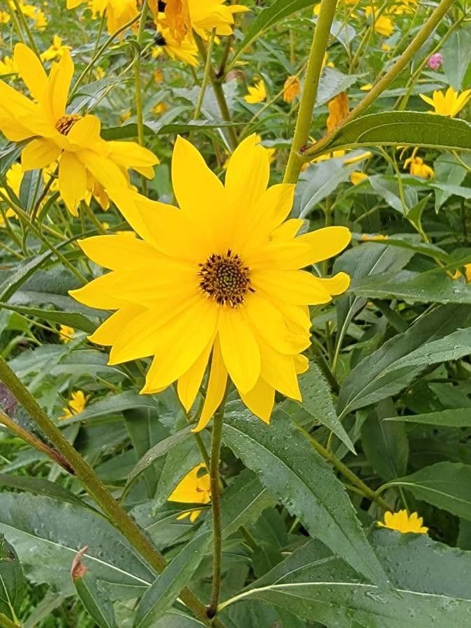 Stralende gele bloemen van de stijve zonnebloem (Helianthus x laetiflorus) in volle zomerbloei