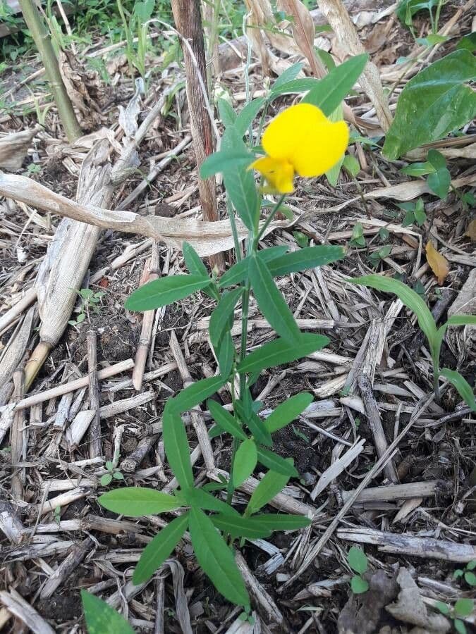 Plante Crotalaria juncea avec fleurs jaunes eclatantes et feuillage vert