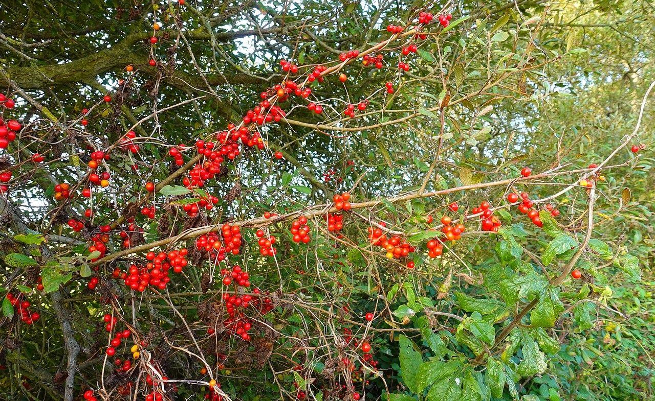 Echte Schmerwurz klettert an einem Holzgitter entlang, mit herzförmigen Blättern und grünen Blütenständen im Frühsommer.