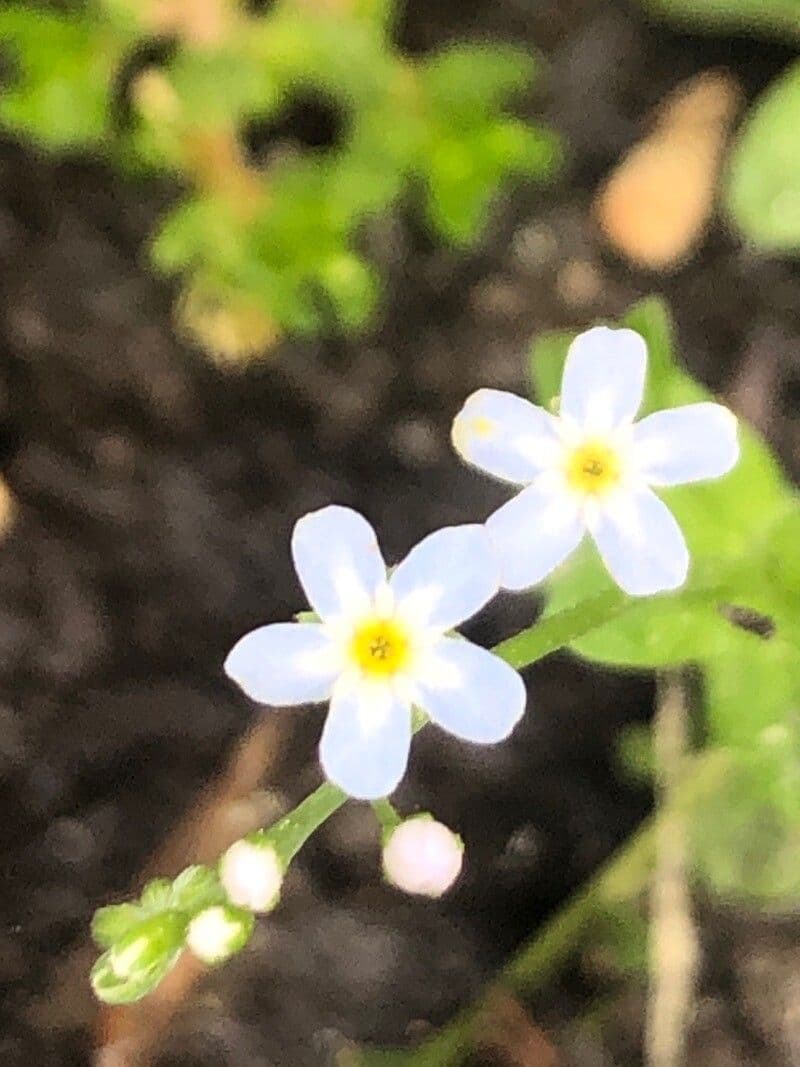 Hellblaue Blueten von Myosotis stolonifera ueber dunkelgruenen Blaettern am Wasserrand