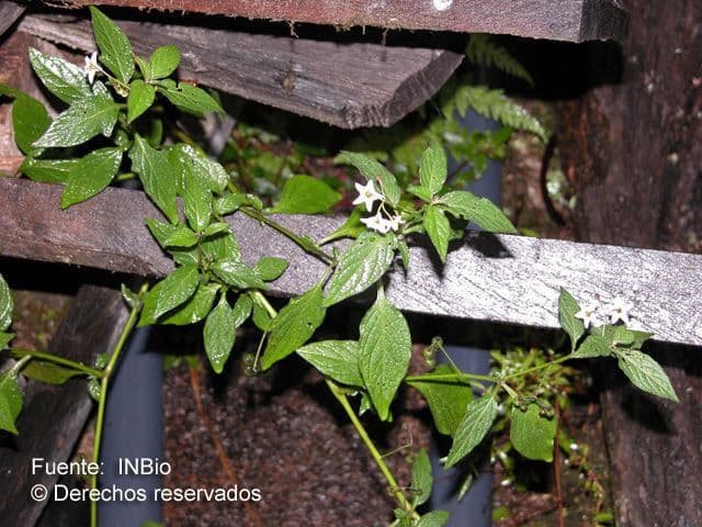 Divine nightshade plant with dark fruits in full growth