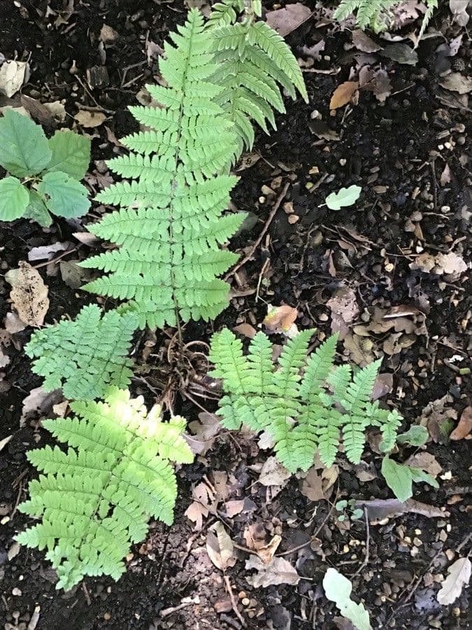 Dryopteris remota fronds in natural woodland setting