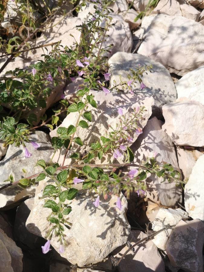Kleinblütige Bergminze in voller Blüte in einer sonnigen Beetanlage