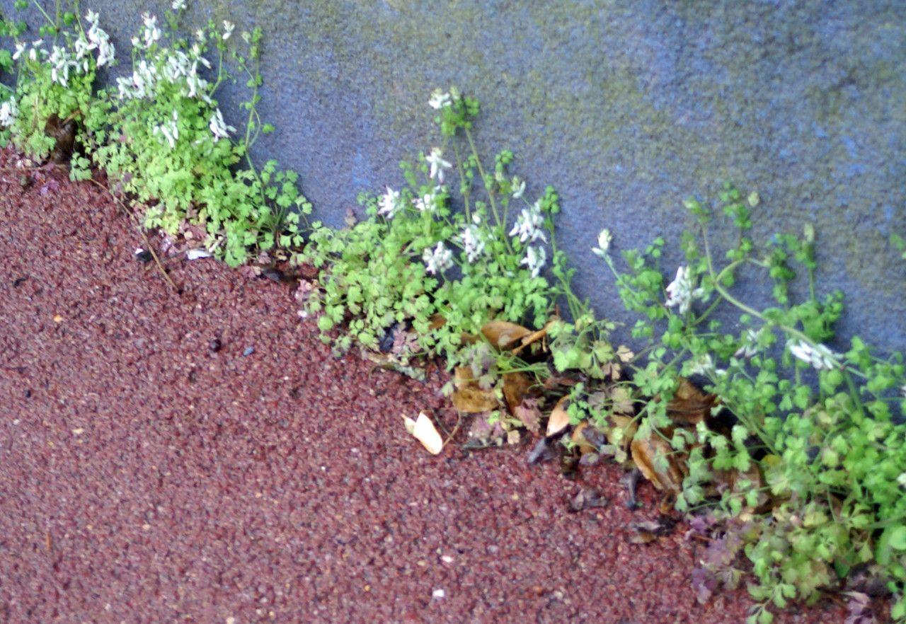 Climbing fumitory in full bloom on a wooden trellis with morning light