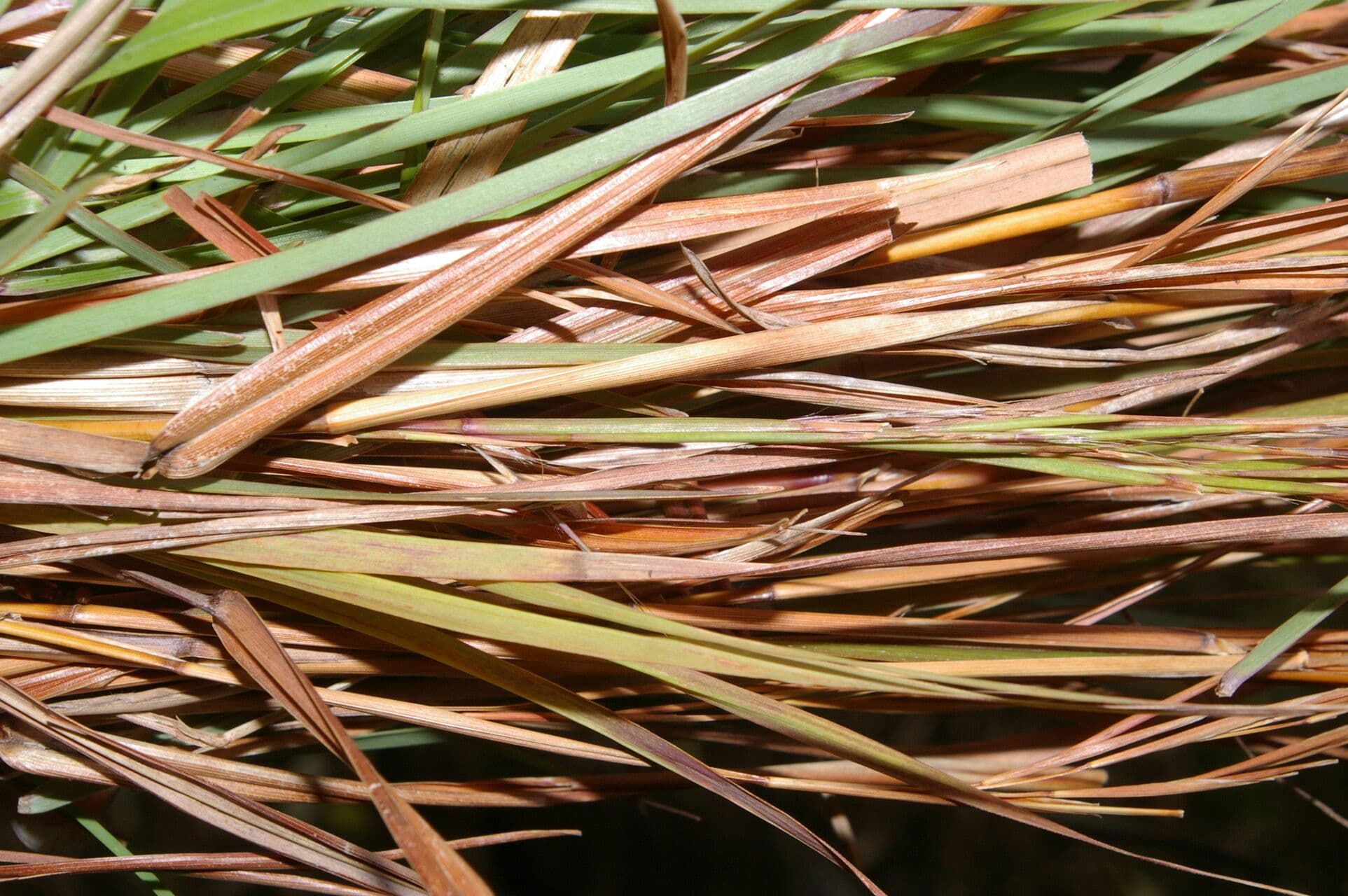 Andropogon glomeratus barbon fourchu avec panaches blancs automnaux