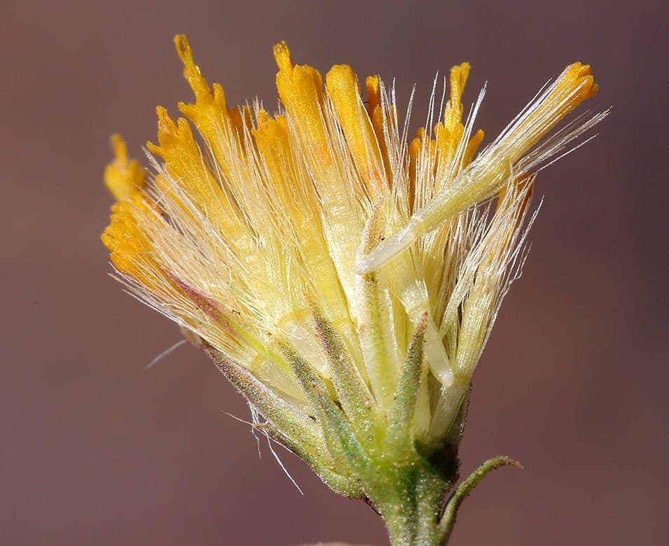 Erigeron petrophilus mit weissen Blutenkorben auf sonnigem Felsuntergrund