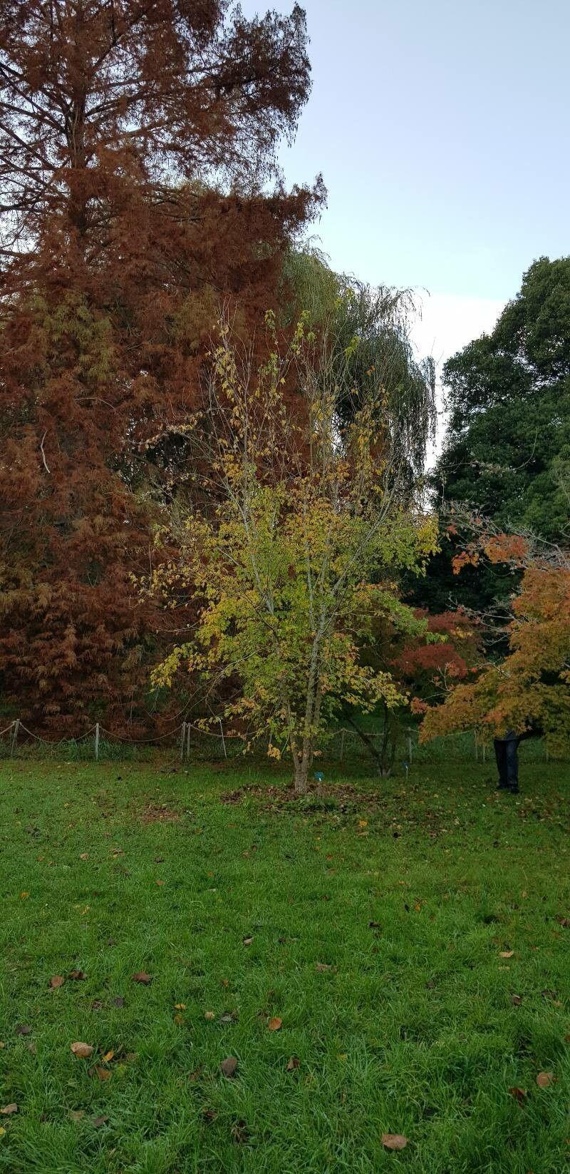 Bürgers Ahorn mit dreilappigen Blättern und oranger Herbstfärbung in einem Garten mit Steinweg