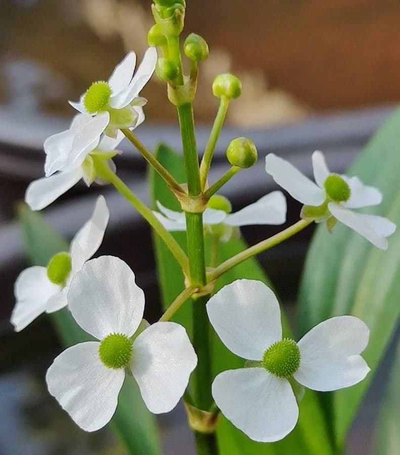 Sagittaire a feuilles de graminées avec fleurs blanches et feuilles herbeuses