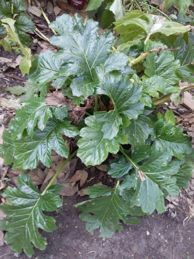 Bear's-breeches with bold, deeply lobed leaves and tall flower spikes in a classic border setting