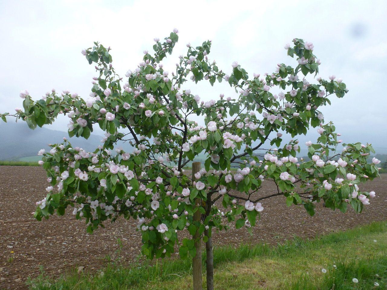 Gesunder Quittebaum im Frühling in voller Blüte, mit dunkelgrünen Blättern und rosa-weißen Blüten.