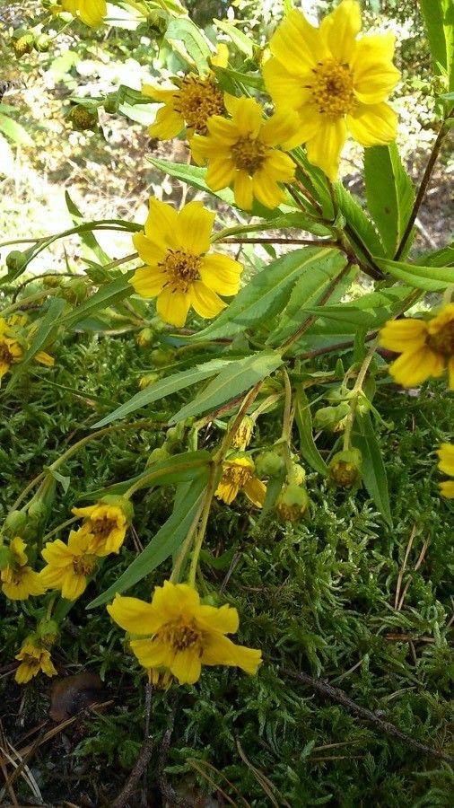 Fleurs jaunes vif de noug en pleine floraison sur un terrain ensoleillé