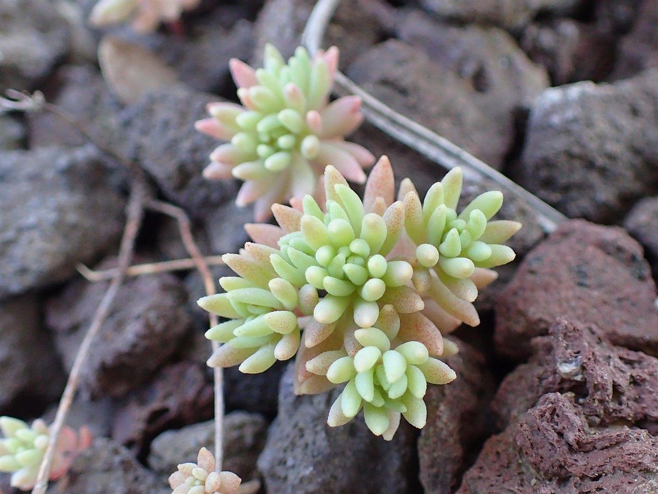 Sedum hispanicum in voller Blüte auf einer sonnigen Steingartenfläche